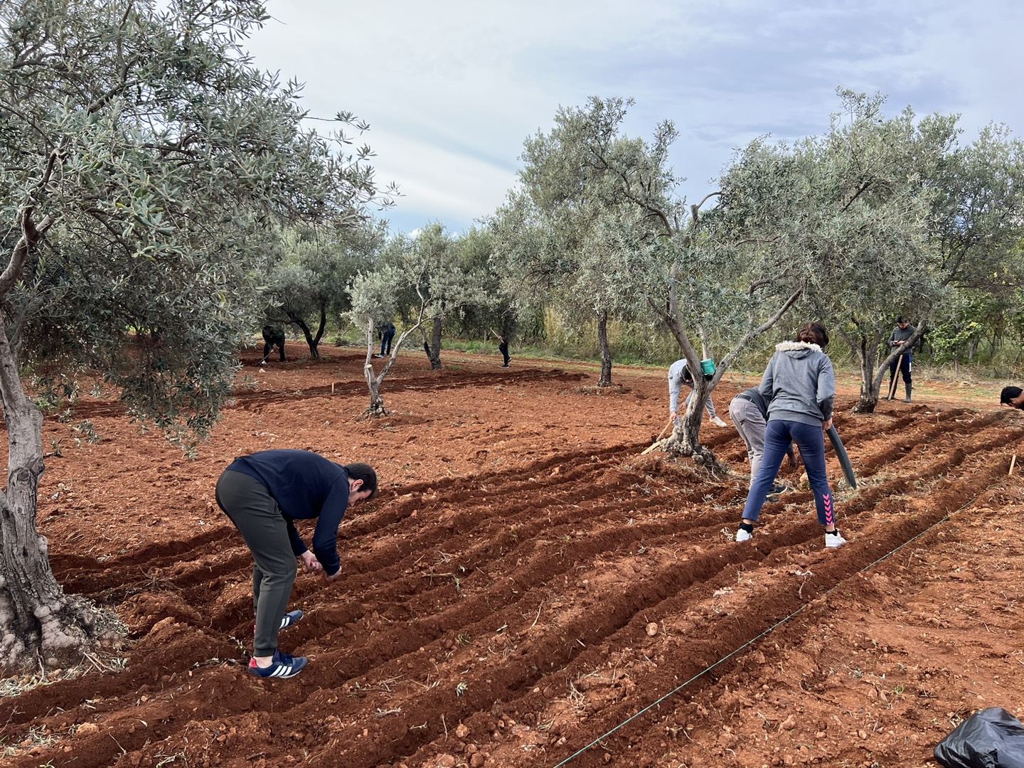 Implement an intercropping system in olive groves by introducing local leguminous crops (that can adapt to climate change).